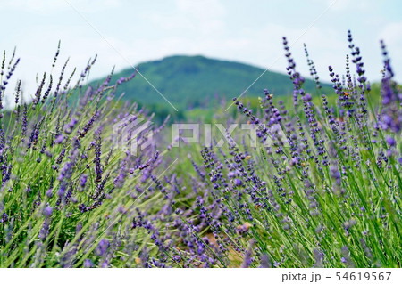 ラベンダー畑 ラベンダー畑 54619567