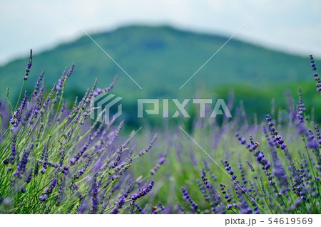 ラベンダー畑 ラベンダー畑 54619569