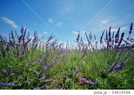 ラベンダー畑 ラベンダー畑 54619596