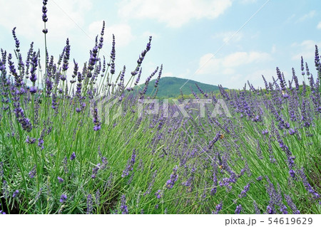 ラベンダー畑 ラベンダー畑 54619629