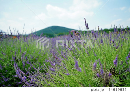 ラベンダー畑 ラベンダー畑 54619635