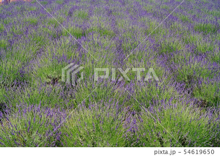 ラベンダー畑 ラベンダー畑 54619650