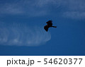 鳥 54620377