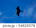 鳥 54620378