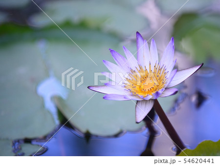 睡蓮 睡蓮 54620441