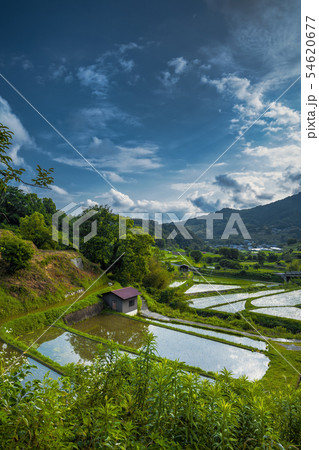 奈良県 明日香村 稲渕の棚田の写真素材