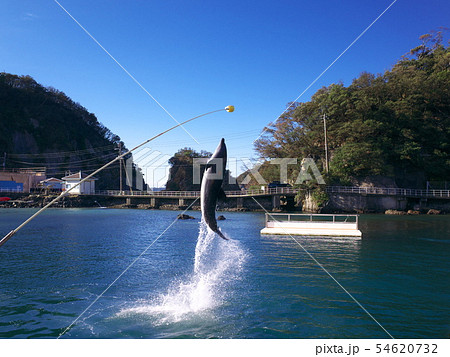 下田海中水族館 イルカショー 下田海中水族館 イルカショー 54620732