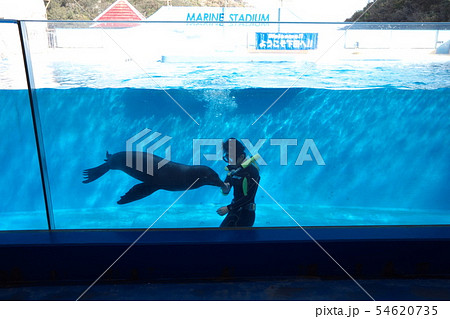 下田海中水族館 水中アシカショー 下田海中水族館 水中アシカショー 54620735