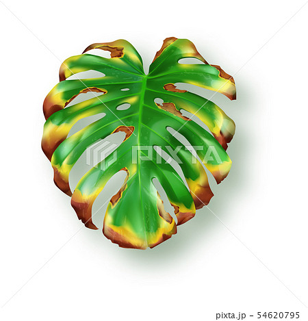 Tropical green monstera leaves on white background 54620795