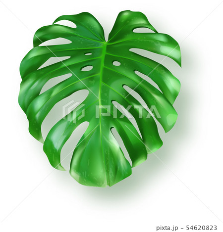 Tropical green monstera leaves on white background 54620823