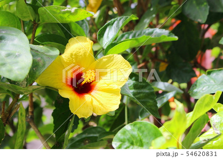 ハワイの花 黄色いハイビスカスの写真素材 5461