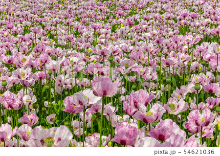 Pink Poppies Flowers in a Field 54621036