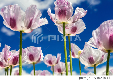 Pink Poppies Flowers in a Field WIth Blue Sky and 54621041