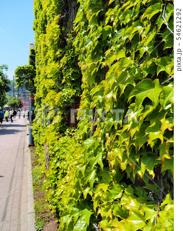 函館の赤レンガ倉庫街 函館の赤レンガ倉庫街 54621292