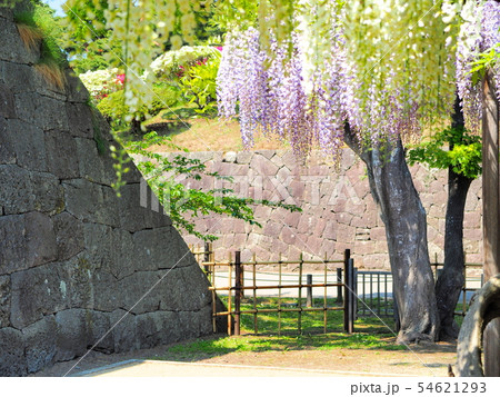函館五稜郭の藤の花 54621293