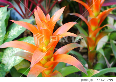 ハワイの花 オレンジ色のジンジャーの写真素材
