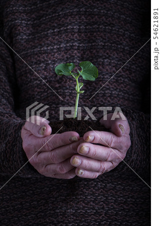 An old man hands holding a green young plant over An old man hands holding a green young plant over 54621891