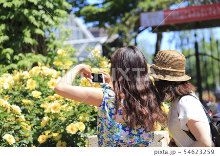 京成バラ園 写真を撮る女性 京成バラ園 写真を撮る女性 54623259
