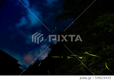 池田町花見の蛍 54623435