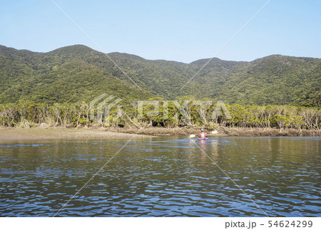 奄美大島の風景　マングローブカヌー　マングロブ原生林と住用川　ネイチャーツアー 54624299