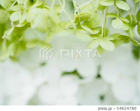 アジサイ アジサイ 54624780