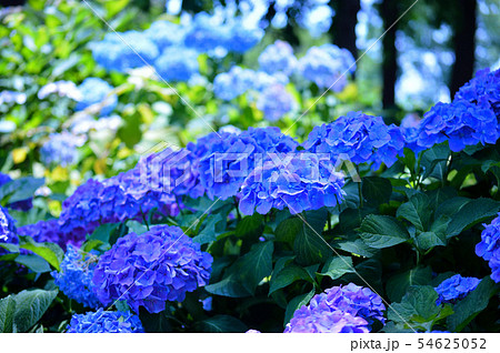 紫陽花　青紫 54625052