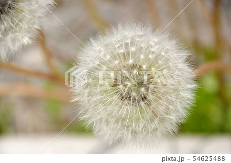 たんぽぽ綿帽子 54625488