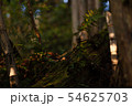 光の射した山の中の倒木 54625703