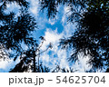 木々の間から望む青空 54625704