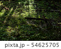 光の射す里山の植物 54625705
