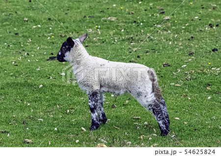 Baby domestic sheep (Ovis aries) Baby domestic sheep (Ovis aries) 54625824