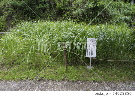 本牧神社(横浜市中区本牧和田) 本牧神社(横浜市中区本牧和田) 54625856