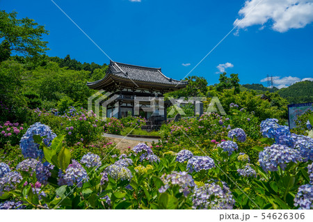 丹州観音寺　あじさい寺 54626306