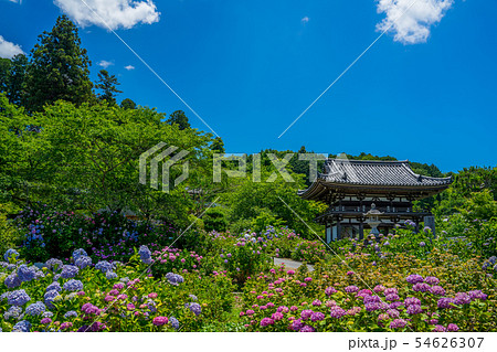 丹州観音寺 あじさい寺 丹州観音寺 あじさい寺 54626307