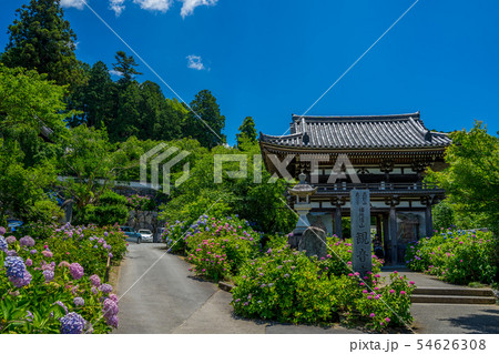 丹州観音寺 あじさい寺 丹州観音寺 あじさい寺 54626308