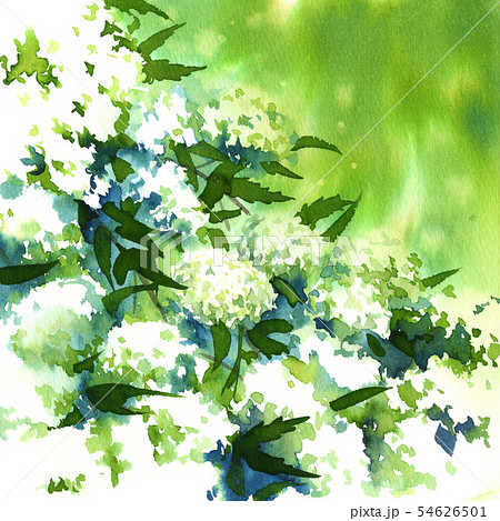 コデマリのイラスト素材