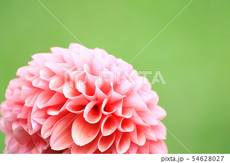 艶やかに咲くダリアの花 ボリューム感の写真素材