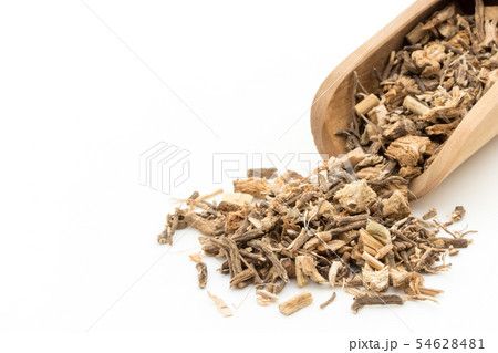 ブッチャーズブルームの根（ナギイカダの根）: Butcher's broom root 54628481