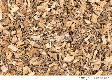 ブッチャーズブルームの根（ナギイカダの根）: Butcher's broom root 54628487