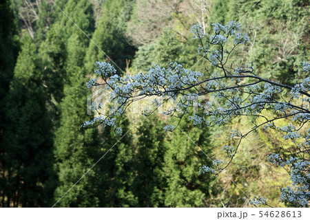 鳥取 四季の散歩 板井原集落 鳥取 四季の散歩 板井原集落 54628613