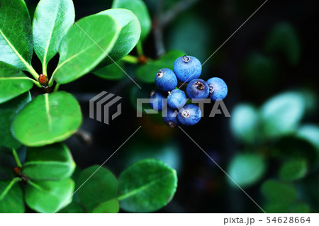 マルバシャリンバイの実が熟す 54628664