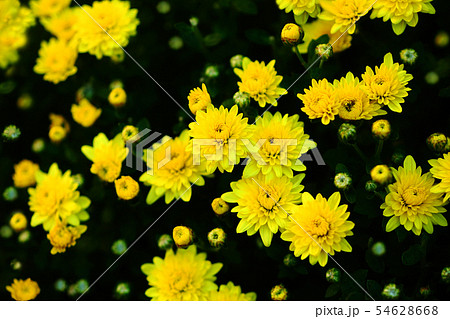 小菊 黄色い花 小菊 黄色い花 54628668