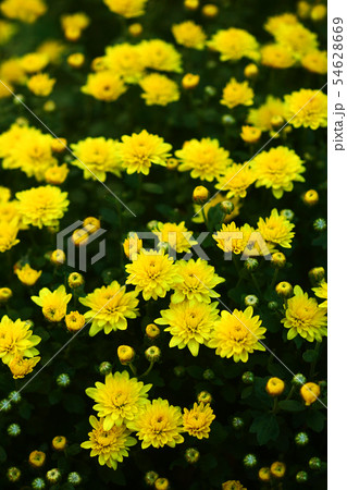 小菊　黄色い花 54628669