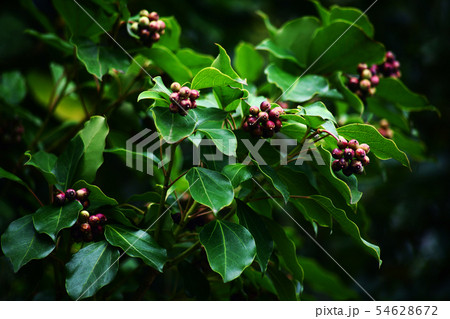 カクレミノの実、赤く色づく 54628672