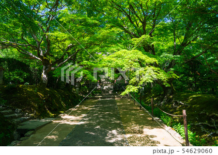 京都　常寂光寺　新緑　　 54629060