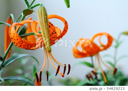 オニユリ 54629223