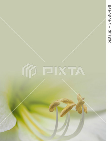 abstract flower background illustration abstract flower background illustration 54630498