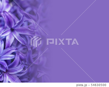 abstract flower background illustration abstract flower background illustration 54630500