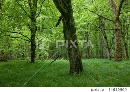 Deciduous stand of Bialowieza Forest in springtime 54630969