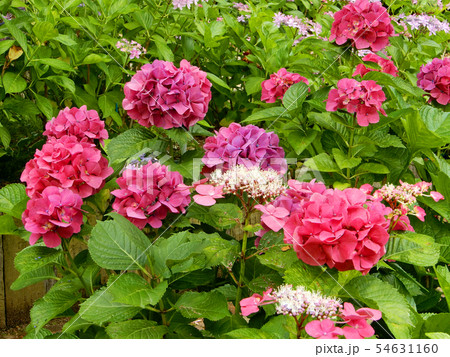紫陽花 もりやま芦刈園 紫陽花 もりやま芦刈園 54631160
